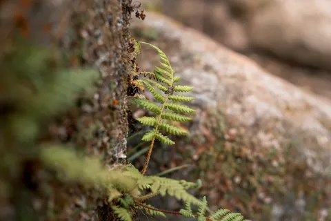 Fern Leaf 4K Wallpaper · flowers · 3840×2560