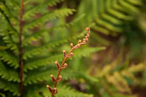 Fern Leaf 4K Wallpaper · flowers · 3840×2560