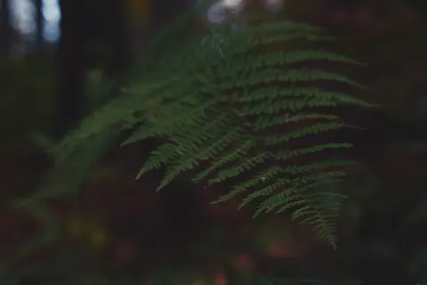 Fern Leaf 4K Wallpaper · flowers · 3840×2560