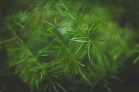 Fern Leaf 4K Wallpaper · flowers · 3840×2560