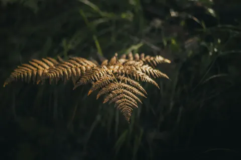 Fern Leaf 4K Wallpaper · flowers · 3840×2560