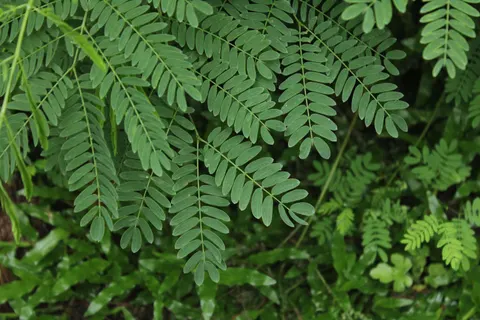 Fern Leaf 4K Wallpaper · flowers · 3840×2560