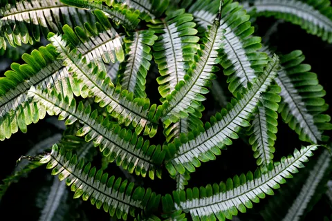 Fern Leaf 4K Wallpaper · flowers · 3840×2561
