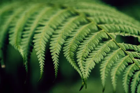 Fern Leaf 4K Wallpaper · flowers · 3840×2560
