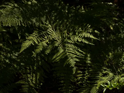 Fern Leaf 4K Wallpaper · flowers · 3840×2880
