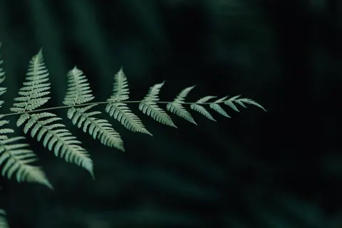Fern Leaf 4K Wallpaper · flowers · 3840×2560