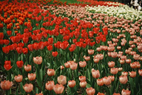 Tulip Garden 4K Wallpaper · flowers · 3840×2560