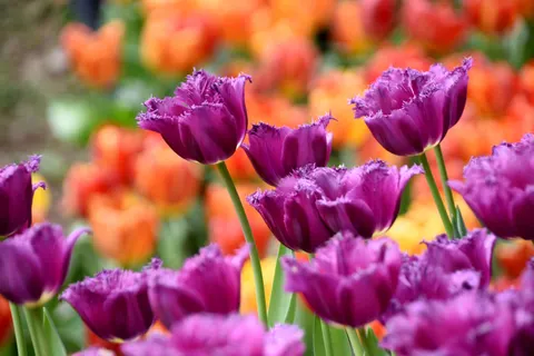 Tulip Garden 4K Wallpaper · flowers · 3840×2560