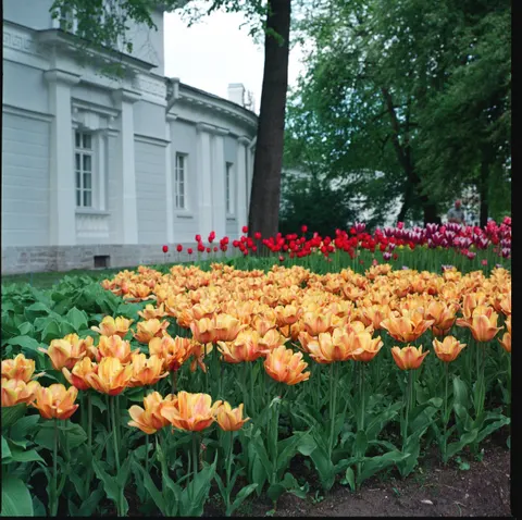 Tulip Garden 4K Wallpaper · flowers · 3840×3825