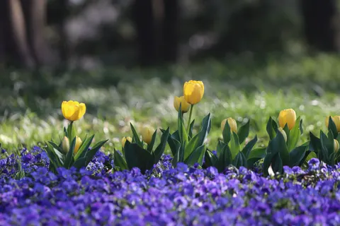 Tulip Garden 4K Wallpaper · flowers · 3840×2560