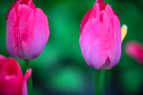 Tulip Garden 4K Wallpaper · flowers · 3840×2563