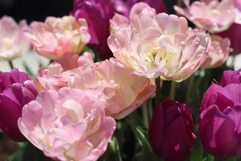 Tulip Garden 4K Wallpaper · flowers · 3840×2560