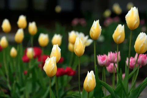 Tulip Garden 4K Wallpaper · flowers · 3840×2560