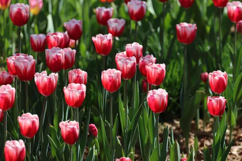 Tulip Garden 4K Wallpaper · flowers · 3840×2560