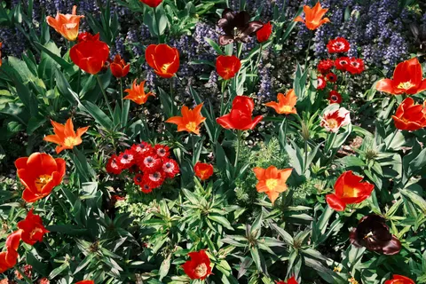 Tulip Garden 4K Wallpaper · flowers · 3840×2560