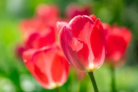 Tulip Garden 4K Wallpaper · flowers · 3840×2560