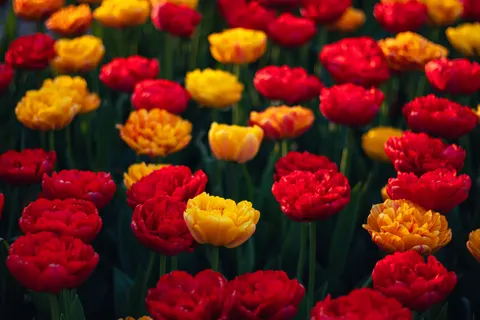 Tulip Garden 4K Wallpaper · flowers · 3840×2560