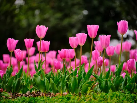 Tulip Garden 4K Wallpaper · flowers · 3840×2880