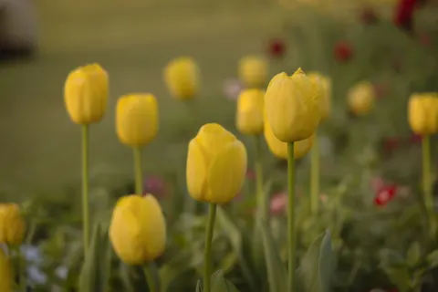 Tulip Garden 4K Wallpaper · flowers · 3840×2560