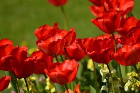 Tulip Garden 4K Wallpaper · flowers · 3840×2553