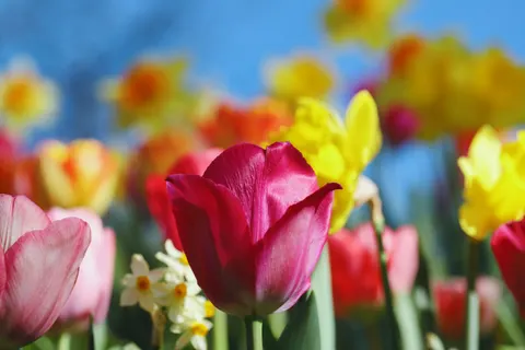 Tulip Garden 4K Wallpaper · flowers · 3840×2560