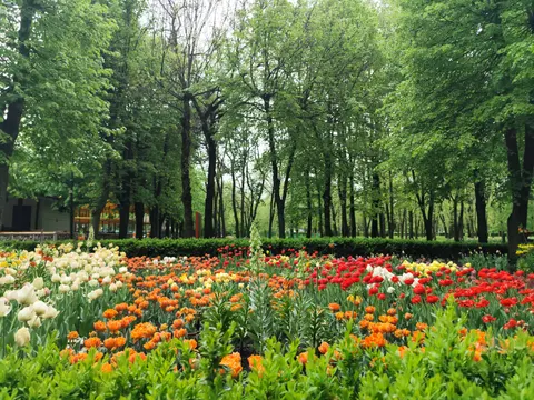Tulip Garden 4K Wallpaper · flowers · 3840×2880