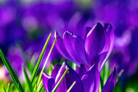 Iris 4K Wallpaper · flowers · 3840×2560