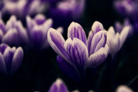 Iris 4K Wallpaper · flowers · 3840×2560
