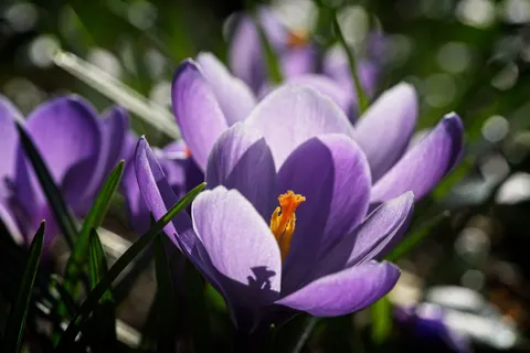 Iris 4K Wallpaper · flowers · 3840×2561