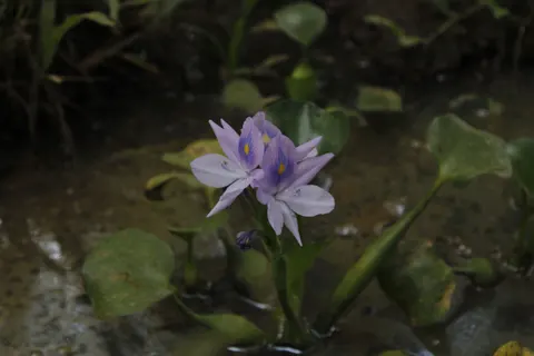 Iris 4K Wallpaper · flowers · 3840×2560