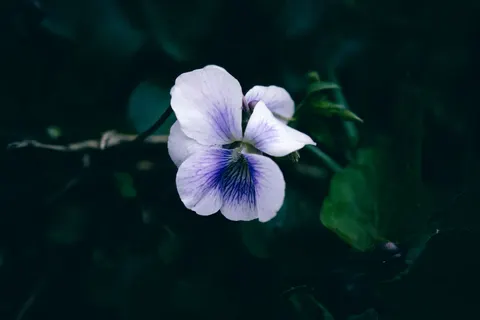 Iris 4K Wallpaper · flowers · 3840×2560