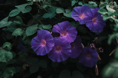Iris 4K Wallpaper · flowers · 3840×2560