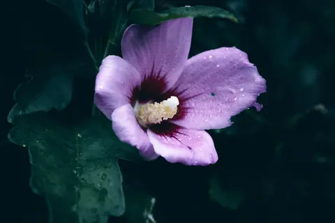 Iris 4K Wallpaper · flowers · 3840×2560