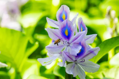 Iris 4K Wallpaper · flowers · 3840×2560