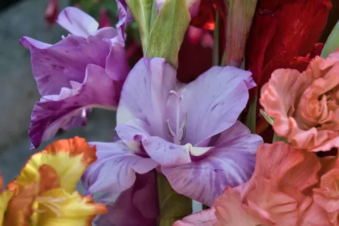 Iris 4K Wallpaper · flowers · 3840×2560