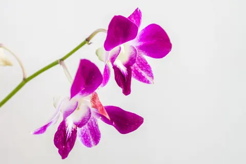 Iris 4K Wallpaper · flowers · 3840×2560