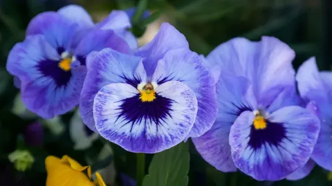 Iris 4K Wallpaper · flowers · 3840×2152