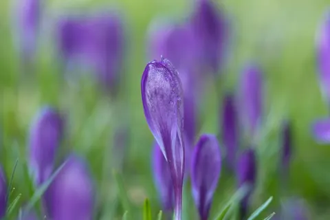 Iris 4K Wallpaper · flowers · 3840×2560
