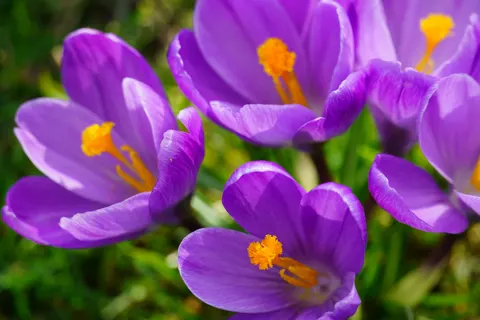 Iris 4K Wallpaper · flowers · 3840×2560