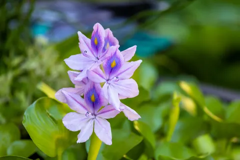 Iris 4K Wallpaper · flowers · 3840×2561