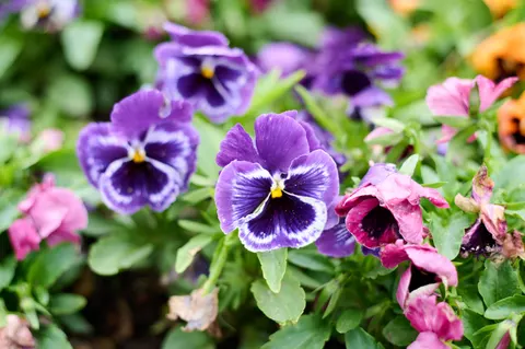 Iris 4K Wallpaper · flowers · 3840×2555