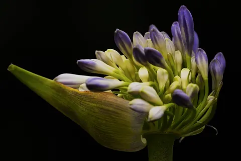 Iris 4K Wallpaper · flowers · 3840×2560