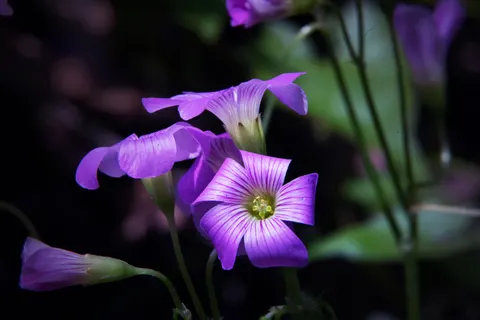 Iris 4K Wallpaper · flowers · 3840×2560