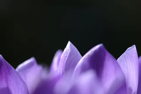Iris 4K Wallpaper · flowers · 3840×2560