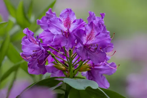 Iris 4K Wallpaper · flowers · 3840×2560
