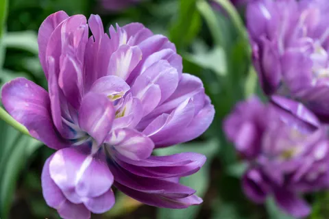 Iris 4K Wallpaper · flowers · 3840×2560