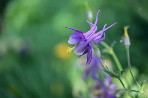 Iris 4K Wallpaper · flowers · 3840×2560