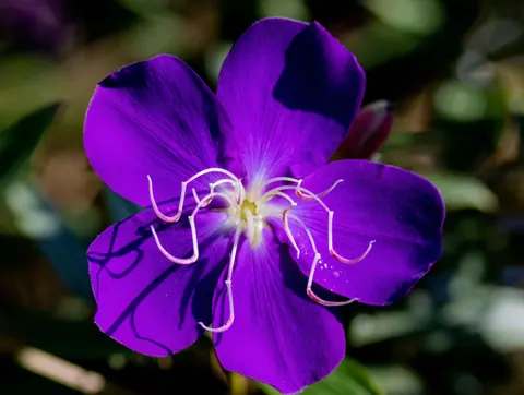 Iris 4K Wallpaper · flowers · 3840×2892