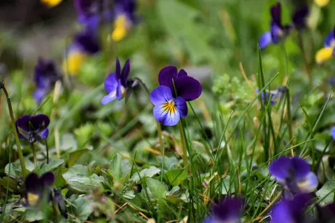 Iris 4K Wallpaper · flowers · 3840×2560