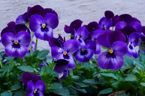 Iris 4K Wallpaper · flowers · 3840×2560